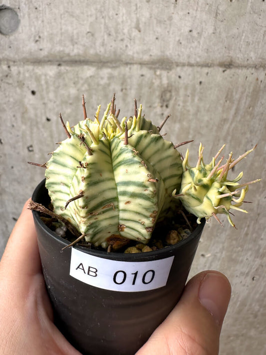 【現品限り】ユーフォルビア・メロフォルミス錦【AB10】 Euphorbia meloformis f. variegata