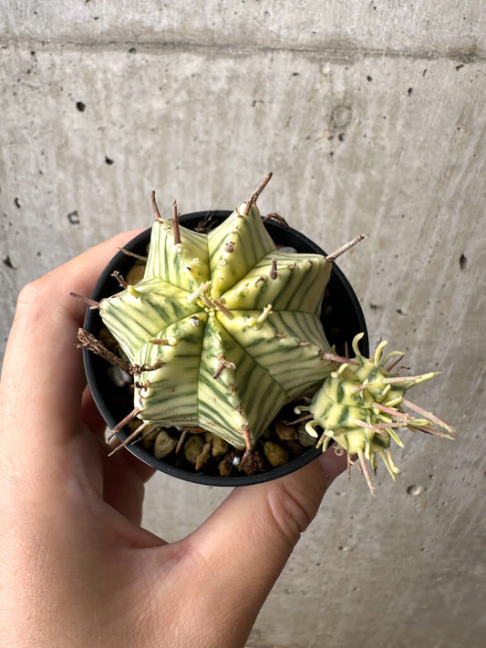 【現品限り】ユーフォルビア・メロフォルミス錦【AB10】 Euphorbia meloformis f. variegata