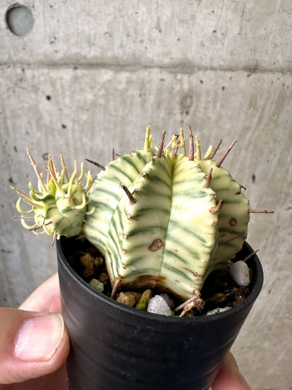 【現品限り】ユーフォルビア・メロフォルミス錦【AB10】 Euphorbia meloformis f. variegata