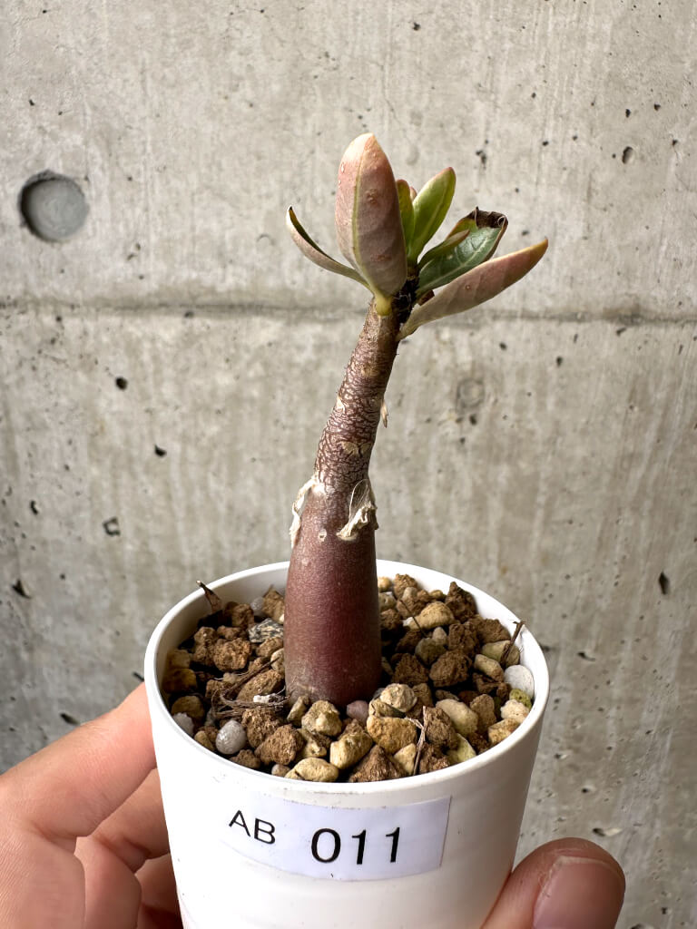 【現品限り】アデニウム・アラビカム ブラックスキン【AB11】 Adenium arabicum ‘Black skin’