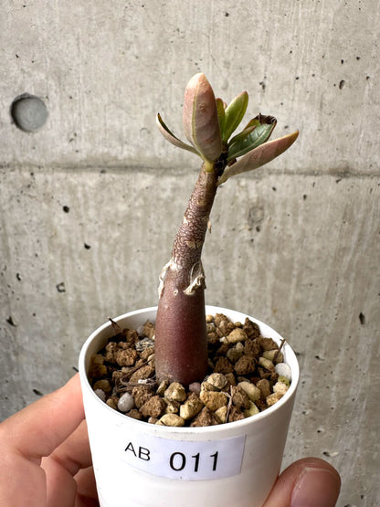 【現品限り】アデニウム・アラビカム ブラックスキン【AB11】 Adenium arabicum ‘Black skin’