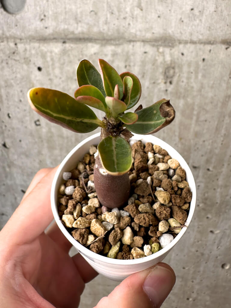 【現品限り】アデニウム・アラビカム ブラックスキン【AB11】 Adenium arabicum ‘Black skin’