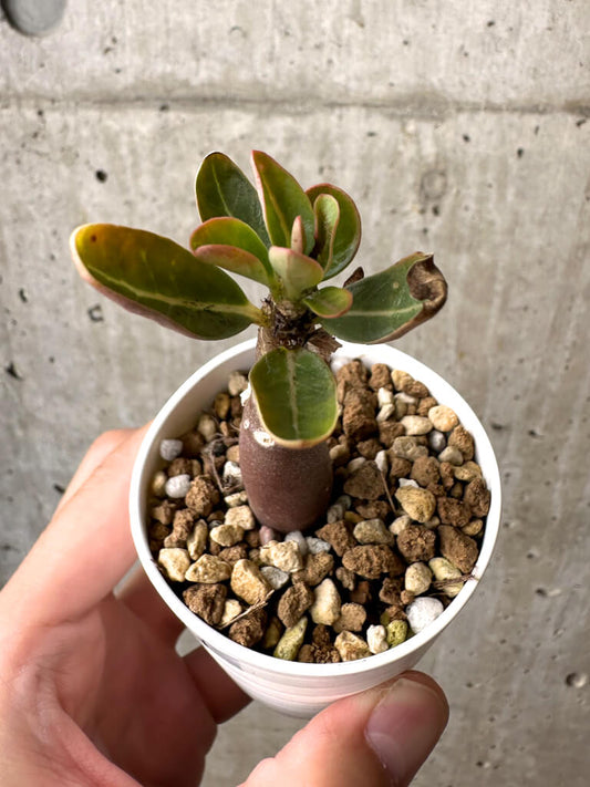 【現品限り】アデニウム・アラビカム ブラックスキン【AB11】 Adenium arabicum ‘Black skin’