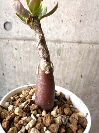 【現品限り】アデニウム・アラビカム ブラックスキン【AB11】 Adenium arabicum ‘Black skin’