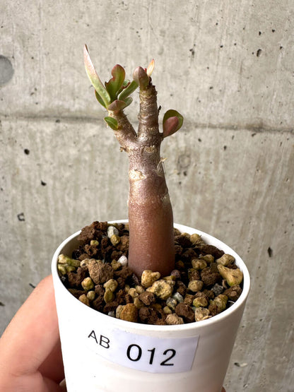 【現品限り】アデニウム・アラビカム ブラックスキン【AB12】 Adenium arabicum ‘Black skin’