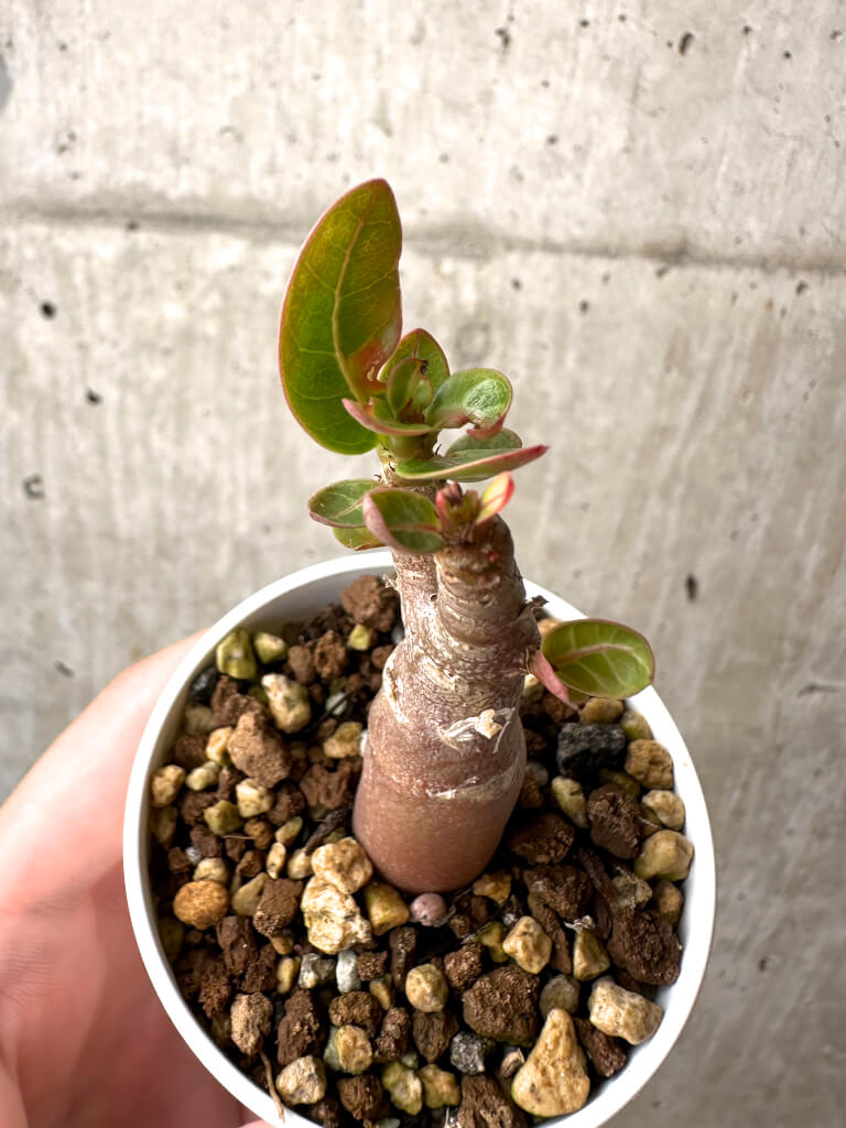 【現品限り】アデニウム・アラビカム ブラックスキン【AB12】 Adenium arabicum ‘Black skin’