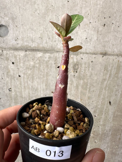 【現品限り】アデニウム・アラビカム ブラックスキン【AB13】 Adenium arabicum ‘Black skin’