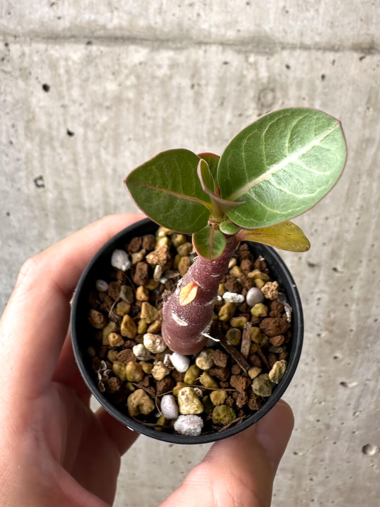 【現品限り】アデニウム・アラビカム ブラックスキン【AB13】 Adenium arabicum ‘Black skin’