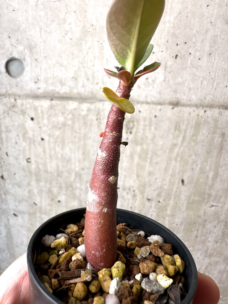 【現品限り】アデニウム・アラビカム ブラックスキン【AB13】 Adenium arabicum ‘Black skin’