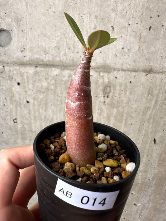 【現品限り】アデニウム・アラビカム ブラックスキン【AB14】 Adenium arabicum ‘Black skin’