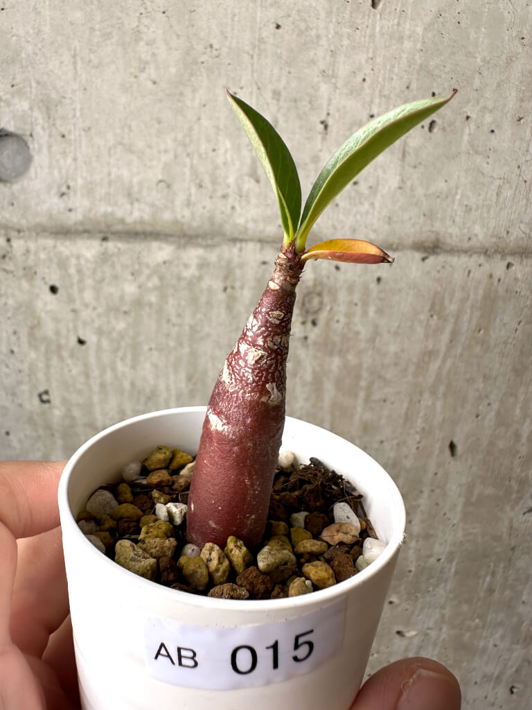 【現品限り】アデニウム・アラビカム ブラックスキン【AB15】 Adenium arabicum ‘Black skin’