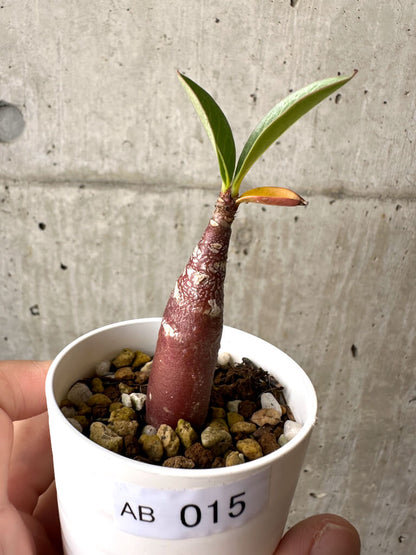 【現品限り】アデニウム・アラビカム ブラックスキン【AB15】 Adenium arabicum ‘Black skin’