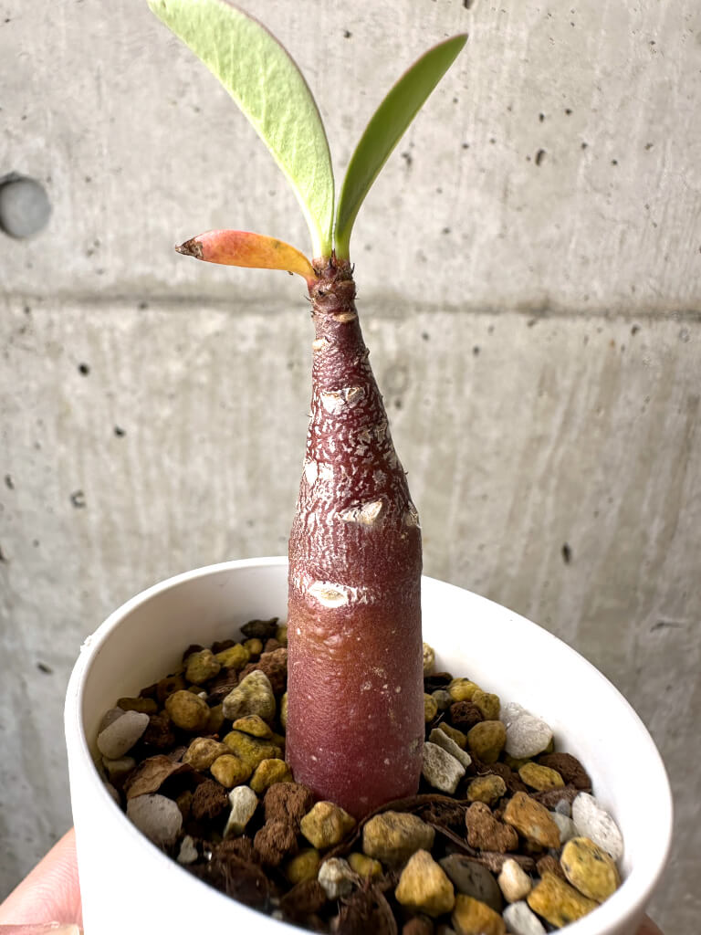 【現品限り】アデニウム・アラビカム ブラックスキン【AB15】 Adenium arabicum ‘Black skin’