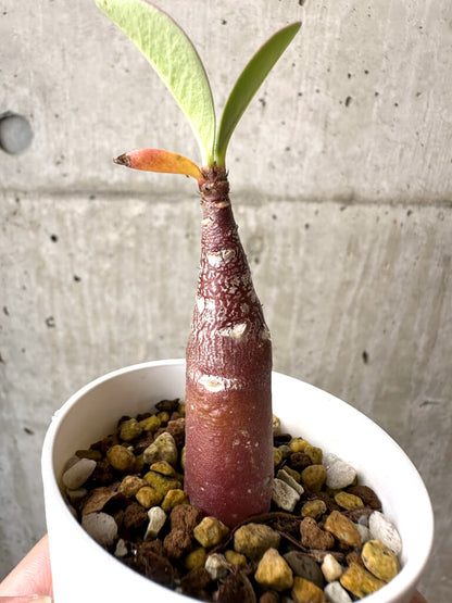 【現品限り】アデニウム・アラビカム ブラックスキン【AB15】 Adenium arabicum ‘Black skin’
