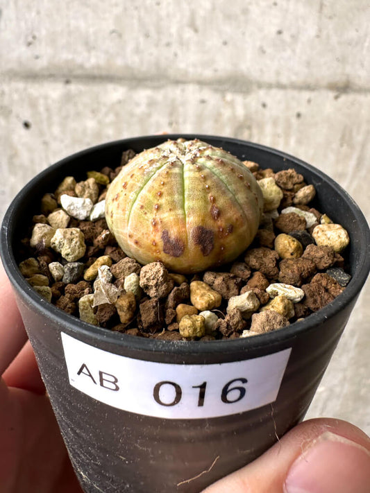 【現品限り】ユーフォルビア・オベサ【AB16】 Euphorbia obesa