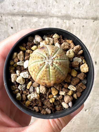 【現品限り】ユーフォルビア・オベサ【AB16】 Euphorbia obesa