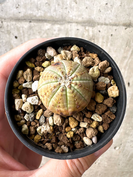 【現品限り】ユーフォルビア・オベサ【AB16】 Euphorbia obesa