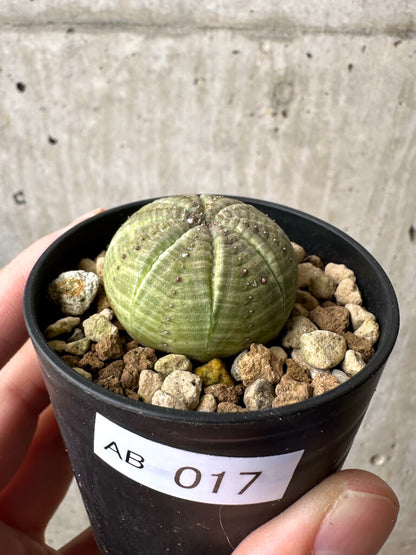 【現品限り】ユーフォルビア・オベサ【AB17】 Euphorbia obesa
