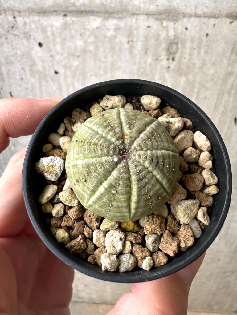 【現品限り】ユーフォルビア・オベサ【AB17】 Euphorbia obesa