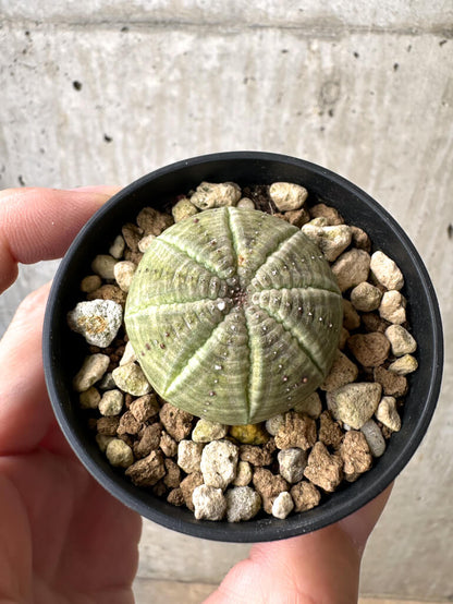 【現品限り】ユーフォルビア・オベサ【AB17】 Euphorbia obesa