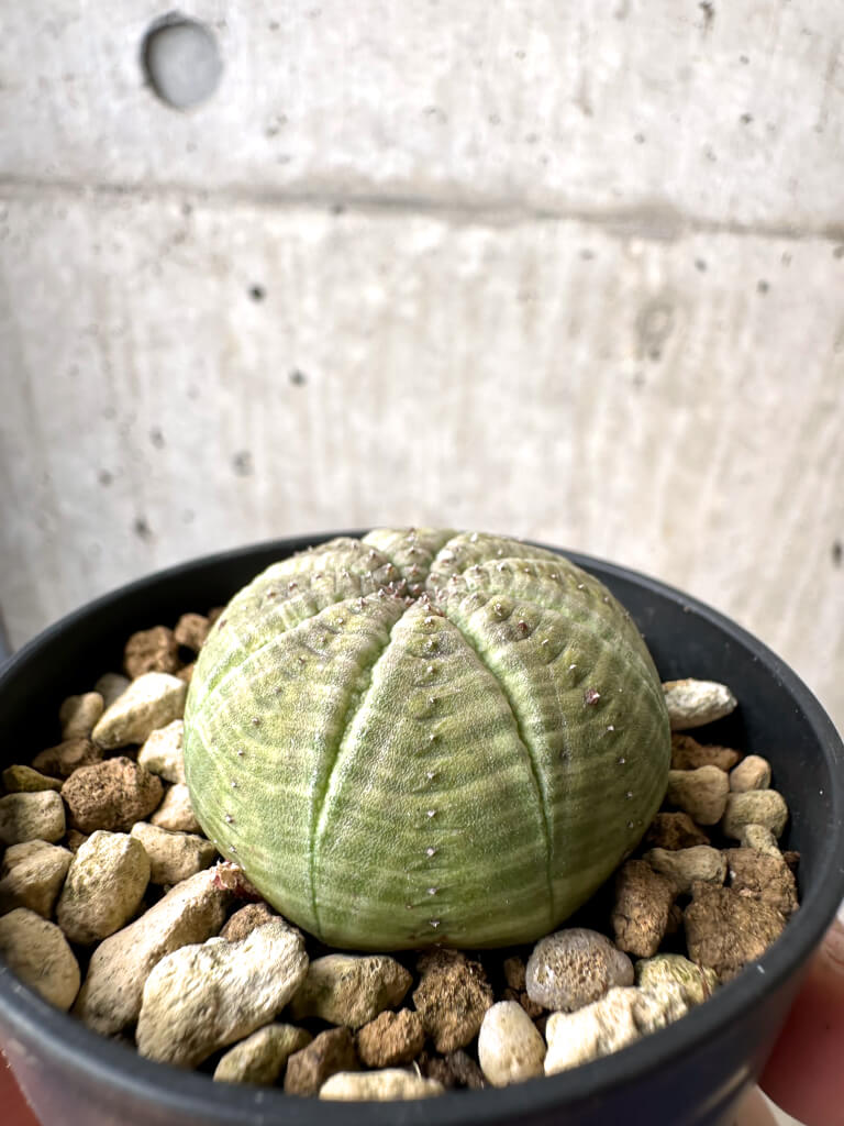 【現品限り】ユーフォルビア・オベサ【AB17】 Euphorbia obesa