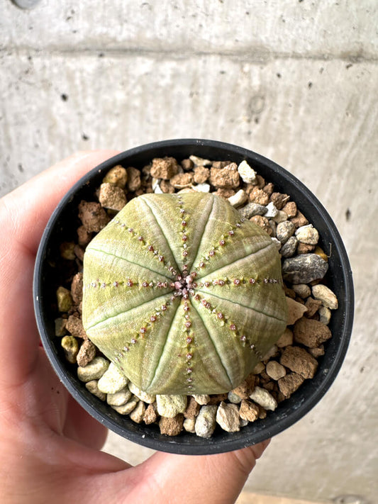 【現品限り】ユーフォルビア・オベサ【AB18】 Euphorbia obesa