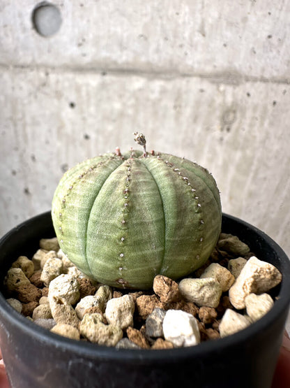 【現品限り】ユーフォルビア・オベサ【AB19】 Euphorbia obesa