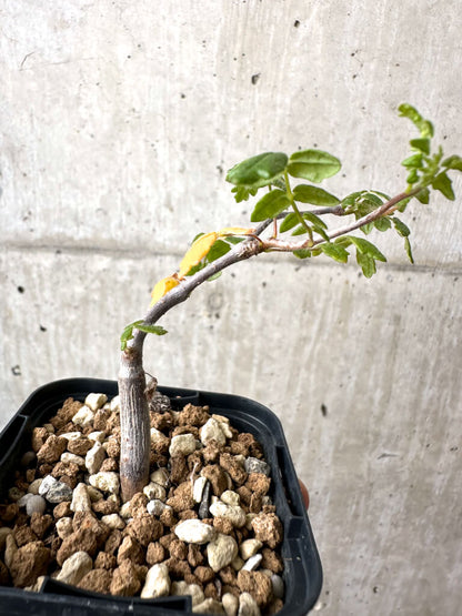 【現品限り】コミフォラ・モンストローサ【AB1】 Commiphora monstruosa