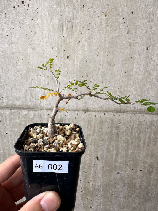 【現品限り】コミフォラ・モンストローサ【AB2】 Commiphora monstruosa