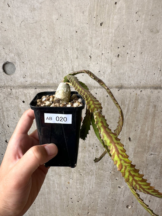 【現品限り】ユーフォルビア・ステラータ 飛竜【AB20】 Euphorbia stellata