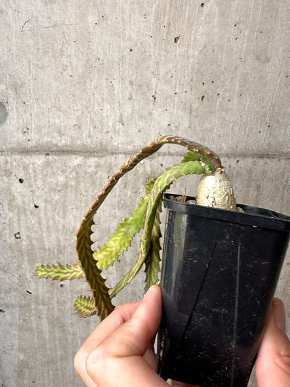 【現品限り】ユーフォルビア・ステラータ 飛竜【AB20】 Euphorbia stellata