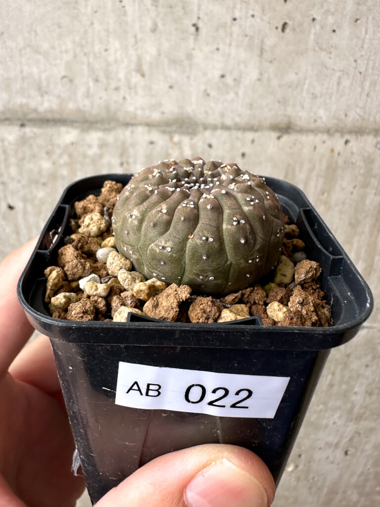 【現品限り】ユーフォルビア・ギムノカリキオイデス【AB22】 Euphorbia gymnocalycioides