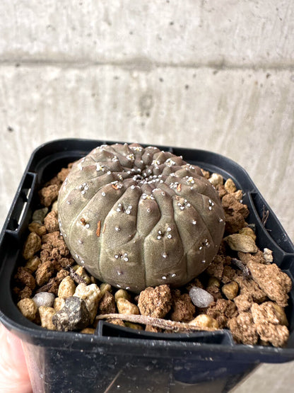 【現品限り】ユーフォルビア・ギムノカリキオイデス【AB22】 Euphorbia gymnocalycioides