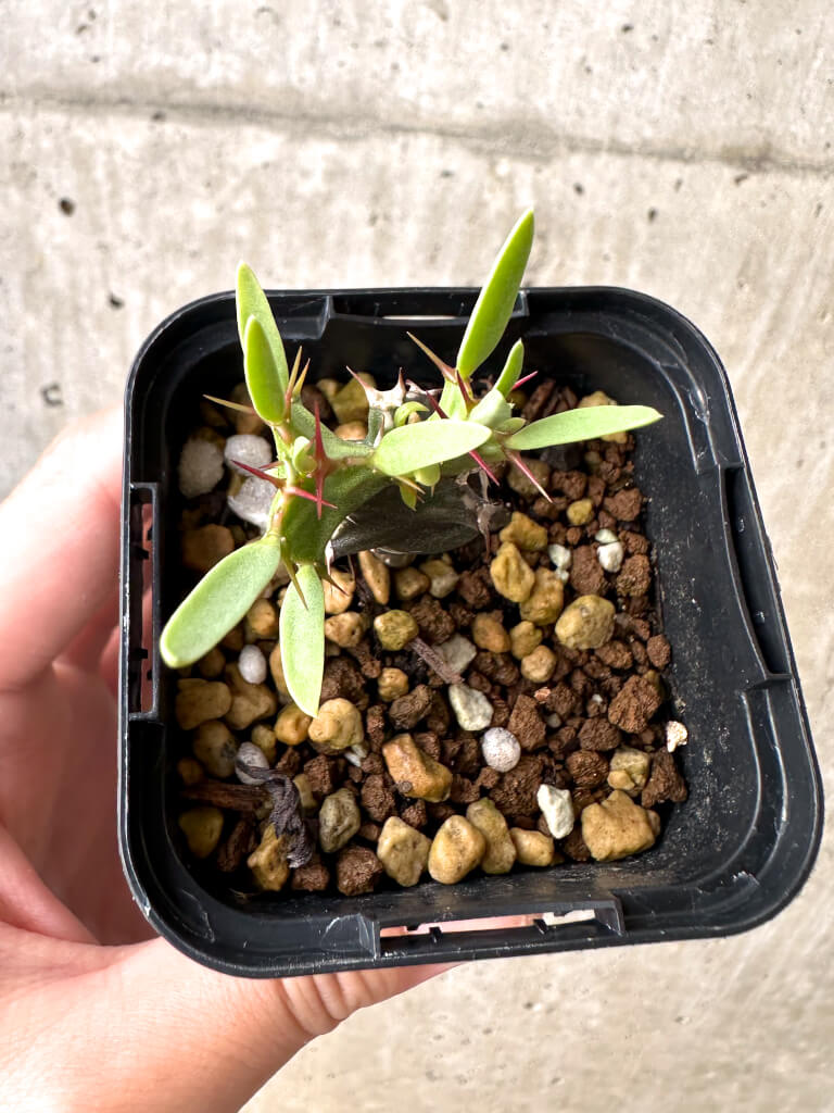 【現品限り】ユーフォルビア・ムランジーナ 実生【AB23】 Euphorbia mlanjeana