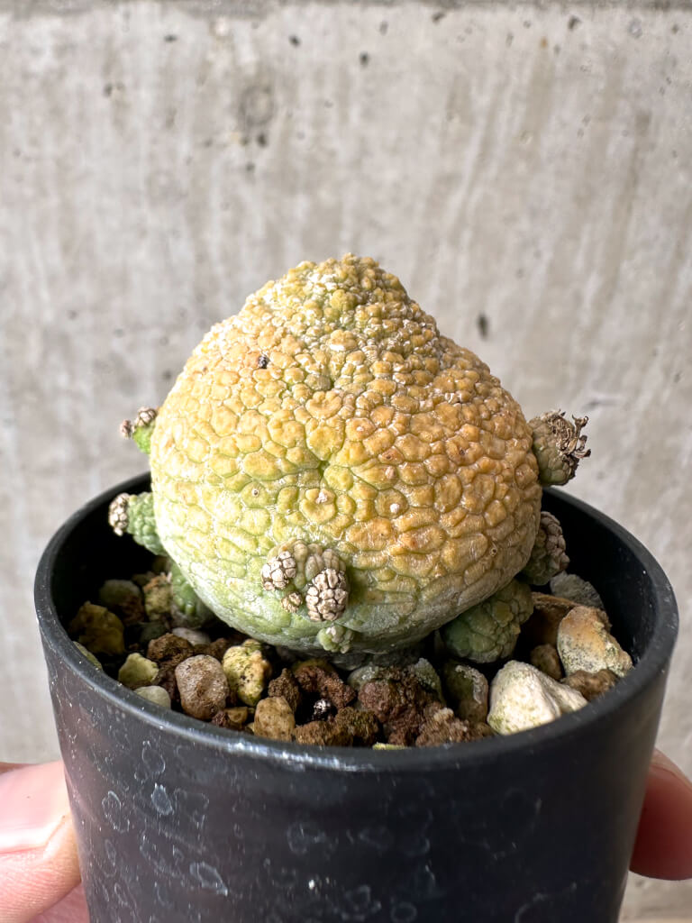 【現品限り】プセウドリトス・ミギウルティヌス【AB25】 Pseudolithos migiurtinus