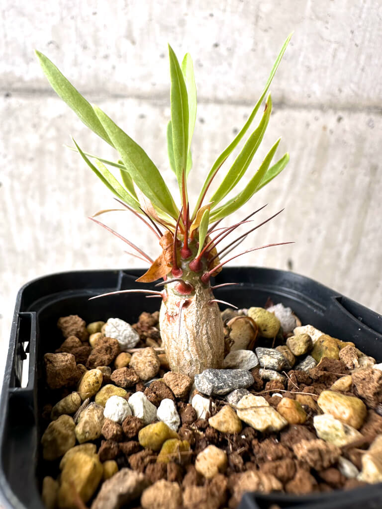 現品限り】フォークイエリア・プルプシー【AB26】 Fouquieria purpusii