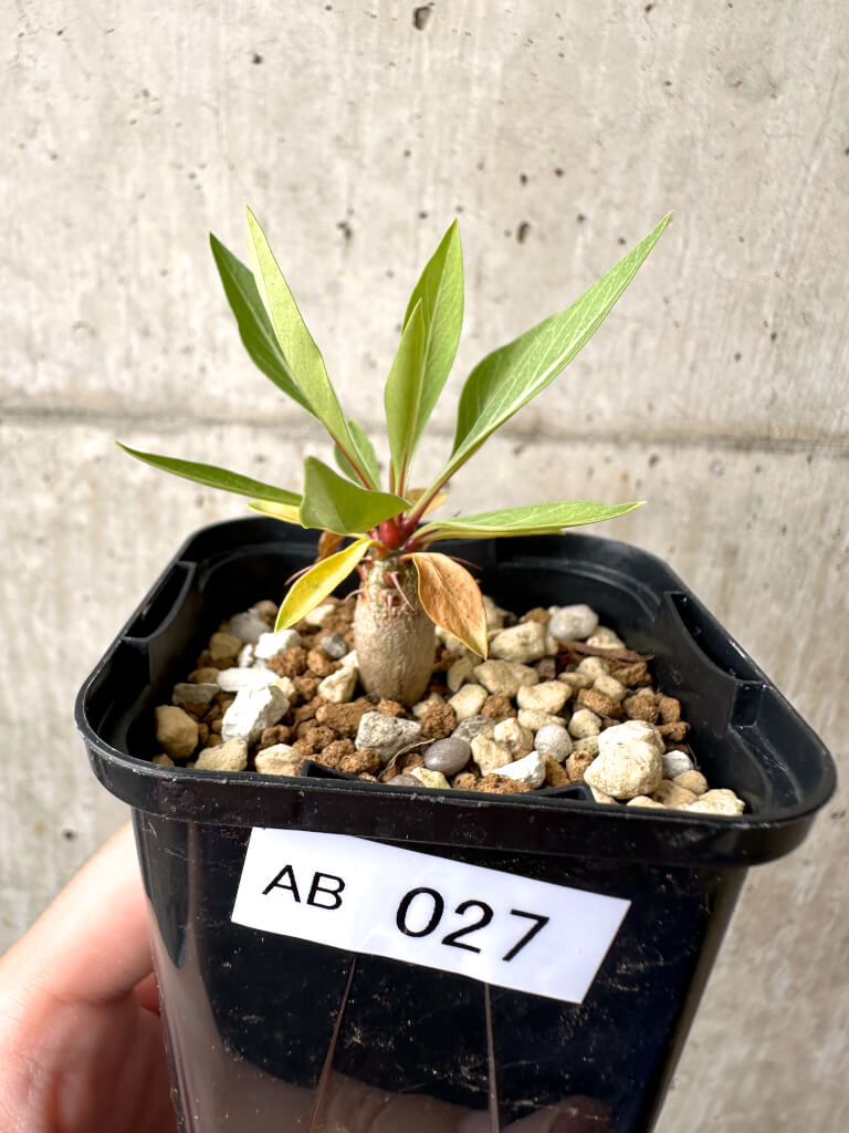 【現品限り】フォークイエリア・プルプシー【AB27】 Fouquieria purpusii