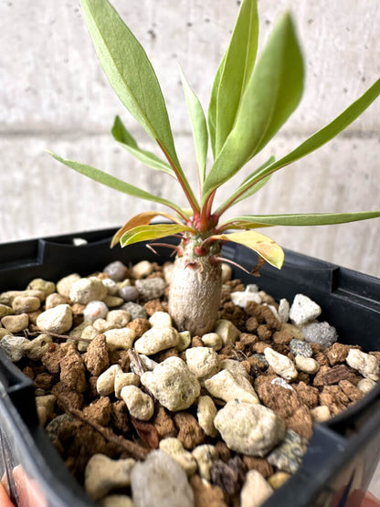 【現品限り】フォークイエリア・プルプシー【AB27】 Fouquieria purpusii