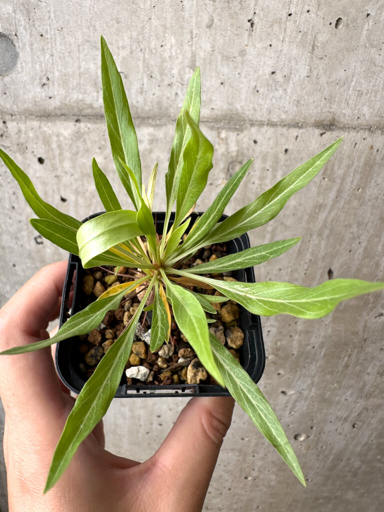 現品限り】フォークイエリア・プルプシー【AB28】 Fouquieria purpusii