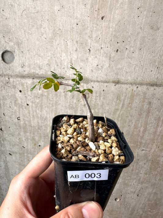 【現品限り】コミフォラ・モンストローサ【AB3】 Commiphora monstruosa