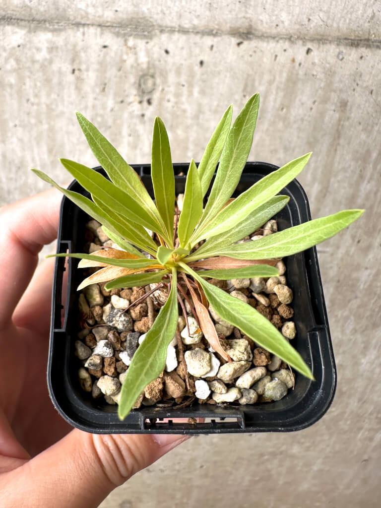 【現品限り】フォークイエリア・プルプシー【AB30】 Fouquieria purpusii