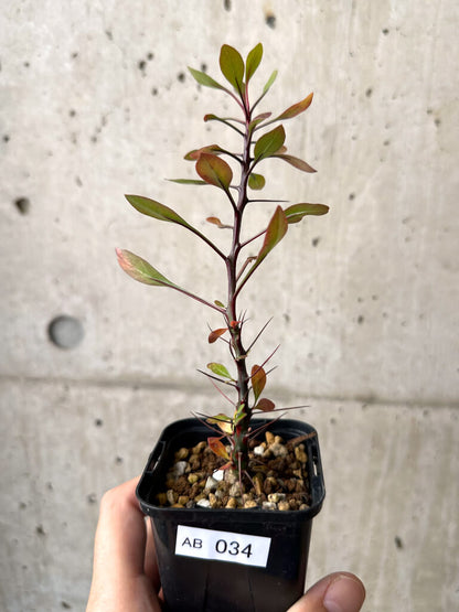 【現品限り】フォークイエリア・ファシクラータ【AB34】 Fouquieria fasciculata