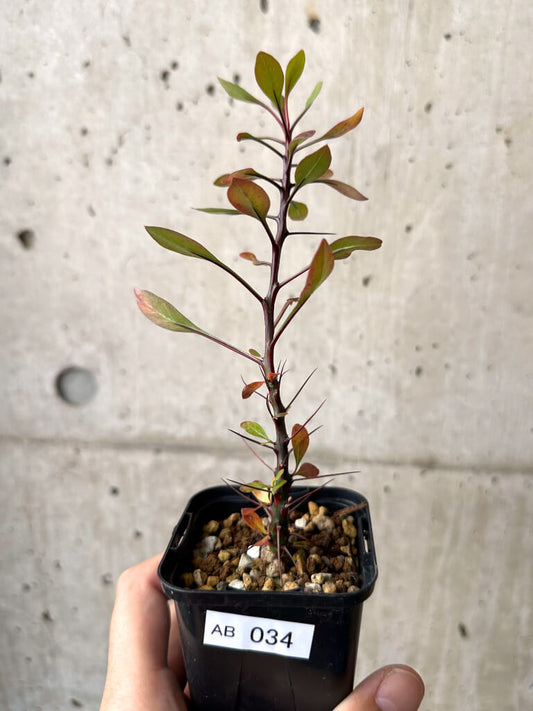 【現品限り】フォークイエリア・ファシクラータ【AB34】 Fouquieria fasciculata