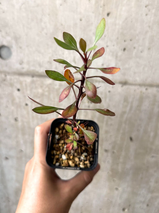 【現品限り】フォークイエリア・ファシクラータ【AB34】 Fouquieria fasciculata