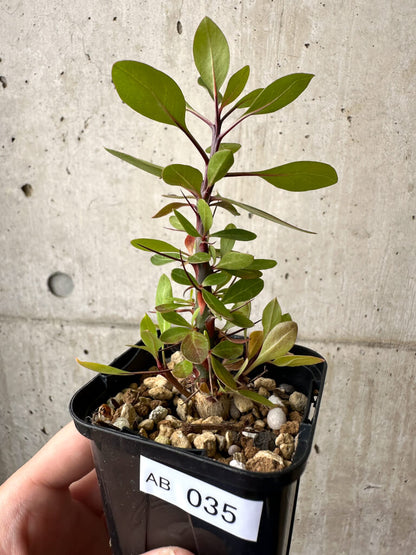 【現品限り】フォークイエリア・ファシクラータ【AB35】 Fouquieria fasciculata
