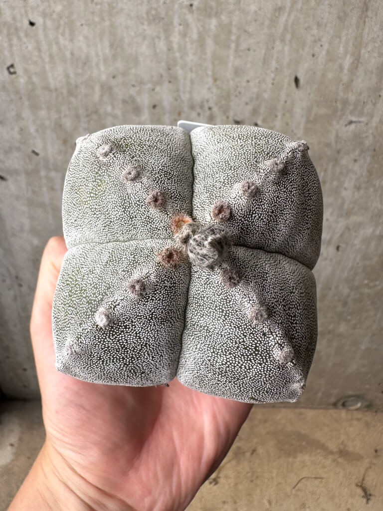 現品限り】サボテン 四角ランポー玉【AB36】 cactus 塊根植物