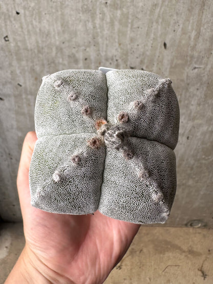 【現品限り】サボテン 四角ランポー玉【AB36】 cactus