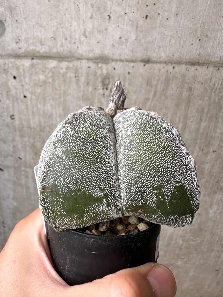 現品限り】サボテン 四角ランポー玉【AB36】 cactus 塊根植物