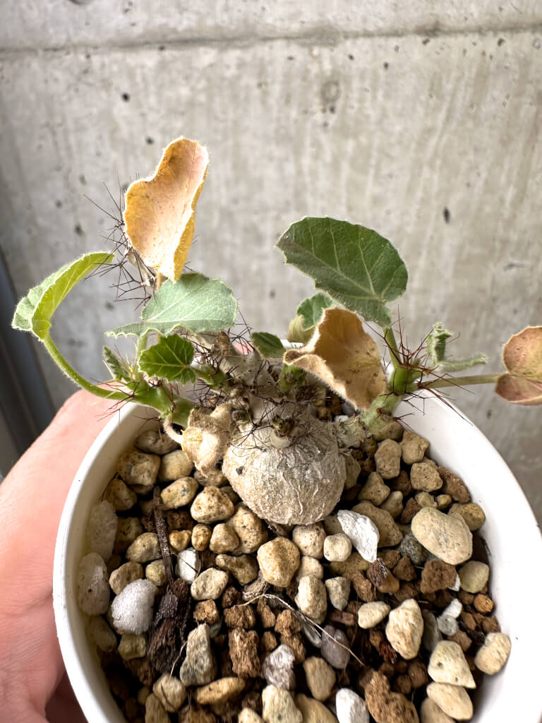 現品限り】ヤトロファ・マルギナータ【AB37】 Jatropha marginata 塊根