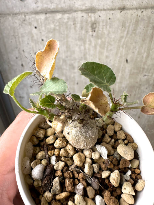 【現品限り】ヤトロファ・マルギナータ【AB37】 Jatropha marginata